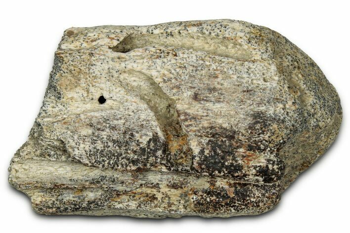 Dinosaur (Triceratops) Frill Shield Section - Montana #348093